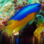 Metallic Blue Yellow Belly Damsel