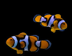 Wild True Percula Clownfish - Bonded Pair (Male & Female)