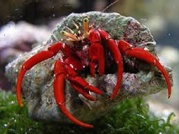Red Legged Hermit Crab
