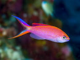Princess Anthias