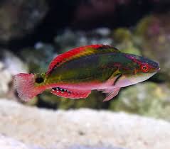 Exquisite Wrasse