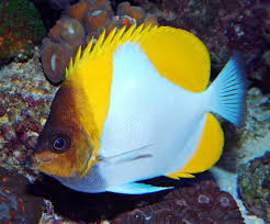 Yellow Pyramid Butterflyfish / Yellow Zoster Butterflyfish