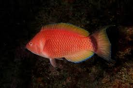 Scarlet Wrasse (Rare)