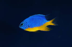 Azure Half Blue Damsel