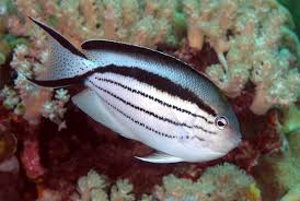 Lamarck's Angelfish