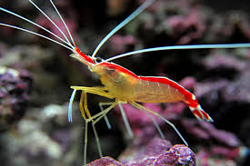 Cleaner shrimp
