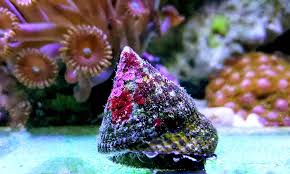 Deep Sea Astrea Snail (Best Algae Eaters) - Cleaner Crew