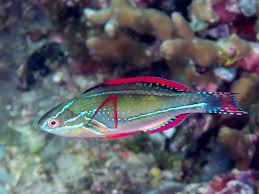 Exquisite Wrasse