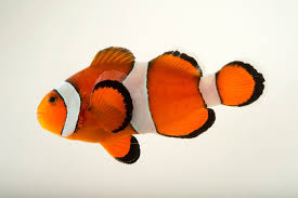 Ocillaris Clownfish