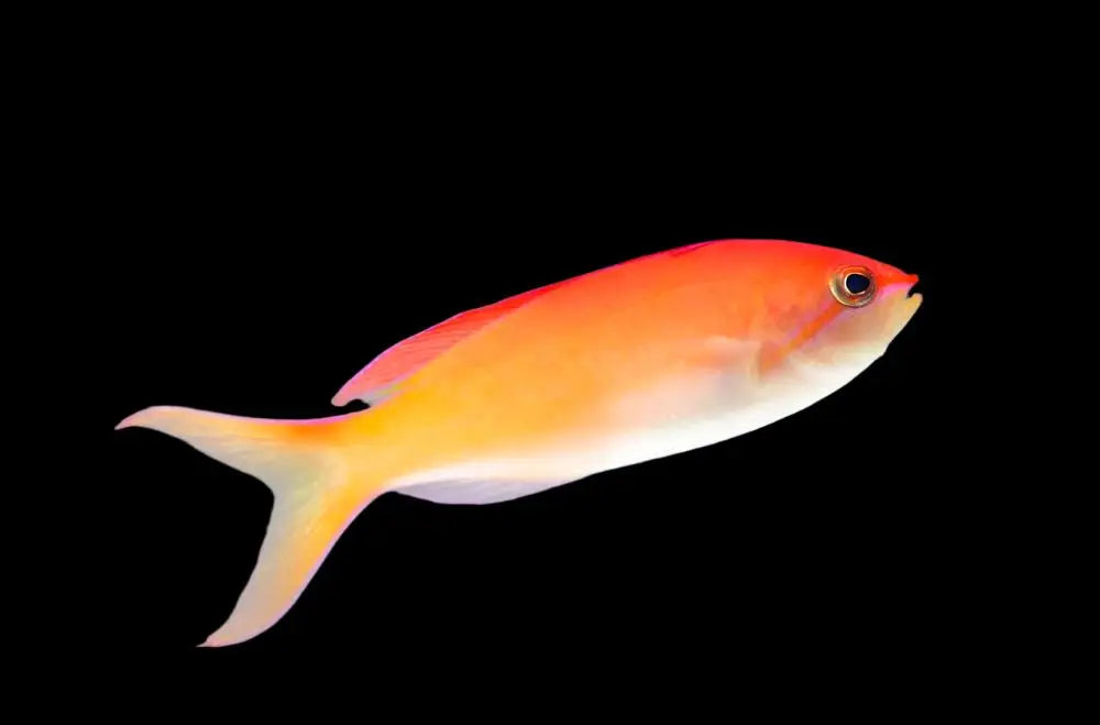 Disper Anthias Female