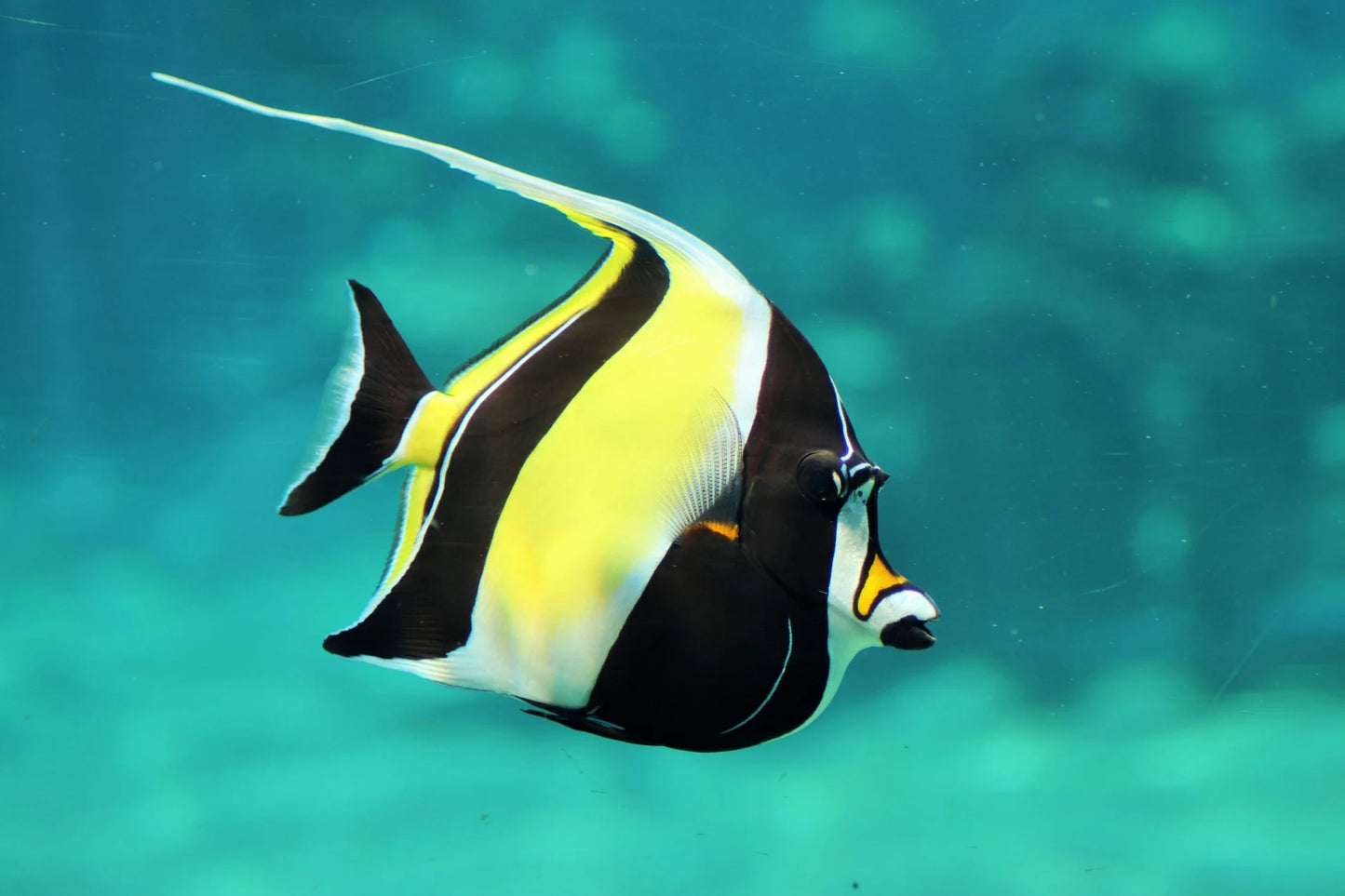 Moorish idol