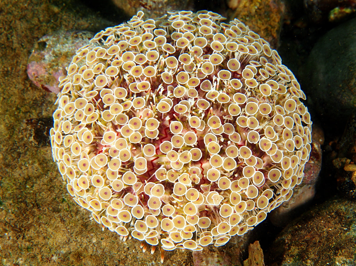 Flower urchin (Okinawa, Japan)