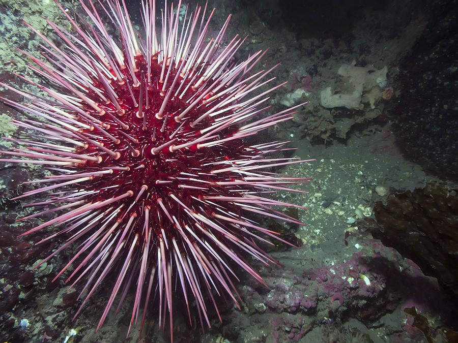 Red sea urchin
