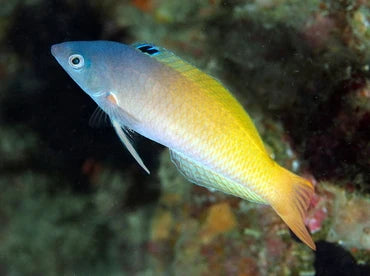 Purpleheaded Wrasse (Rare)
