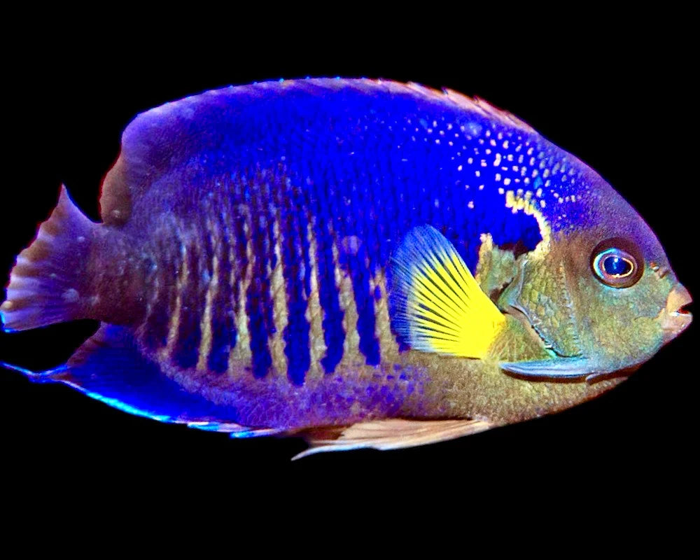 Yellowfin Angelfish