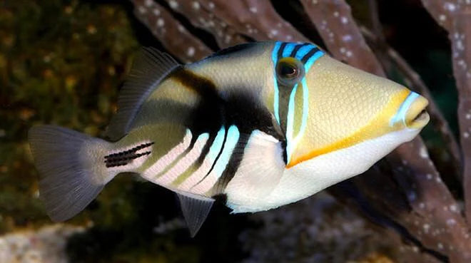 Picasso Trigger Fish