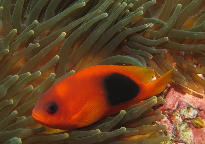 Fire Clown Fish