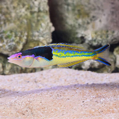 Royal Pencil Wrasses (Rare)