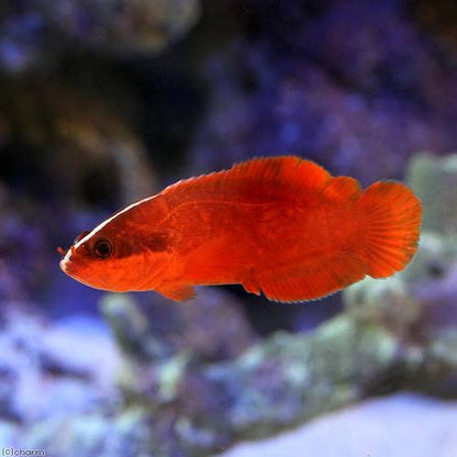 Red Longfin Dottyback ( Very Rare )