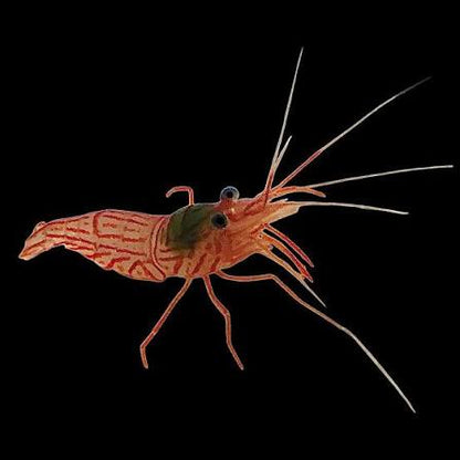 Peppermint Shrimp