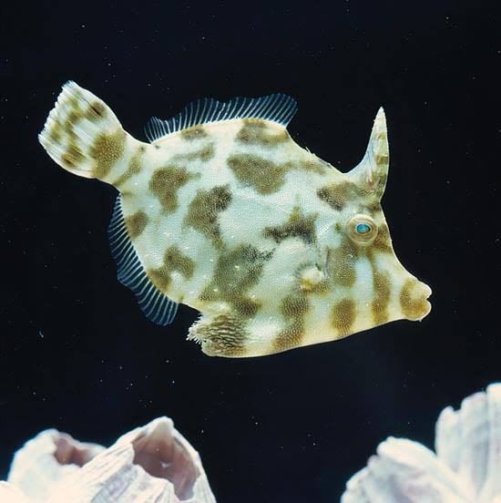 Matted Leatherjacket