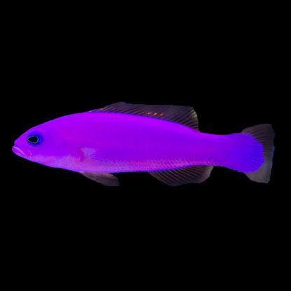 Exotic - Strawberry Basslet