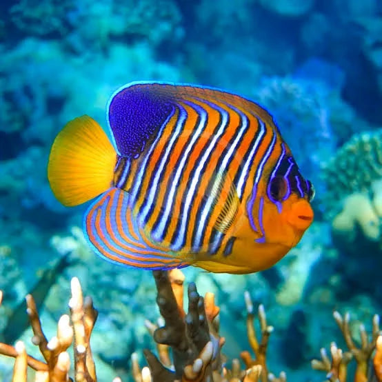 The Royal Angelfish / Regal Angelfish