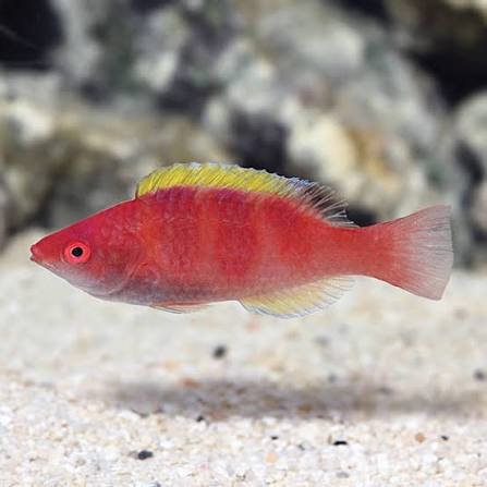 Yellow-Fin Fairy Wrasse (Rare)