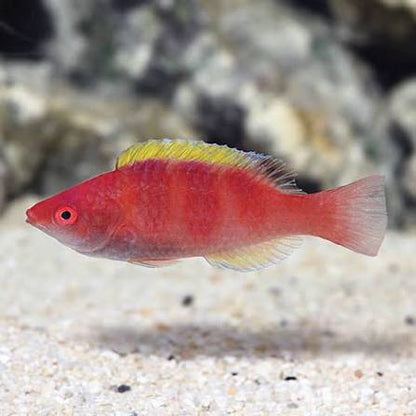 Yellow-Fin Fairy Wrasse (Rare)