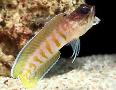 Bali Jawfish