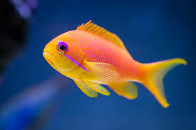 Blue Eyed Anthias Female