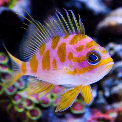 Borbonius Anthias (Very Rare)