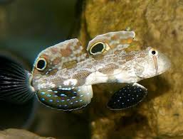 Two spot goby (Rare)