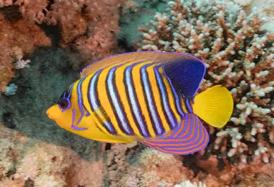 The Royal Angelfish / Regal Angelfish