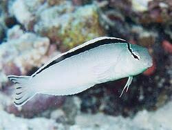 Smith's Blenny