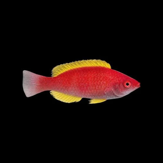 Yellow-Fin Fairy Wrasse (Rare)