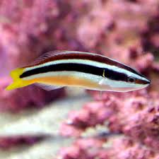 Yellow-Tailed Cleaner Wrasse