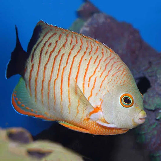 Eibl-Eibesfeldt's Pygmy Angelfish