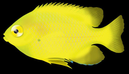 Lemon Damselfish