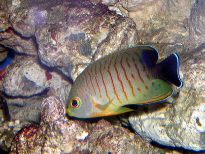 Eibl-Eibesfeldt's Pygmy Angelfish