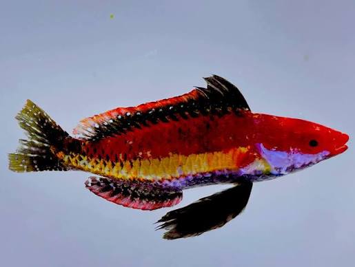 Naoko's Fairy Wrasses