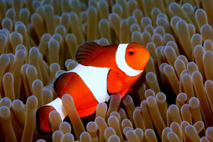 Exotic - Pop Red Wild Percula Clown