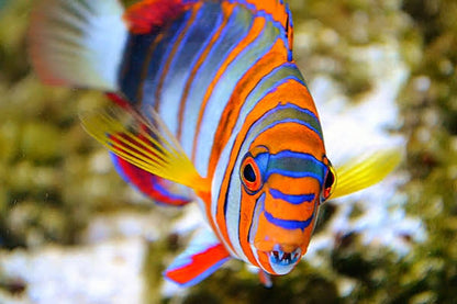 Exotic - Harlequin Tuskfish