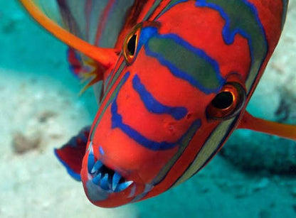Exotic - Harlequin Tuskfish
