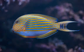 Clown Tang