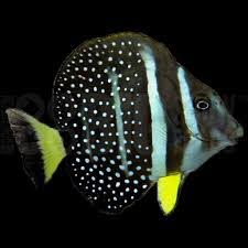 Exotic - Mustard Gem Tang