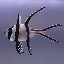 Bangai Cardinal