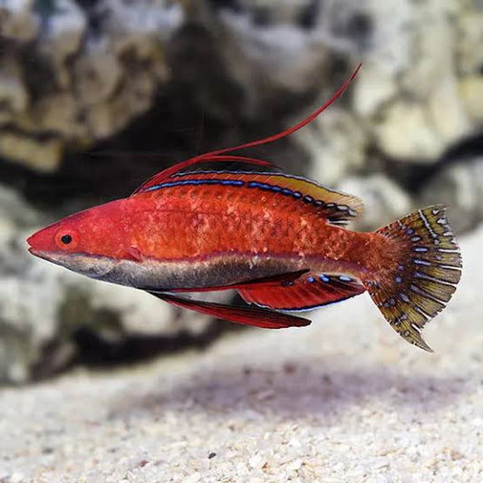 Social Fairy Wrasse