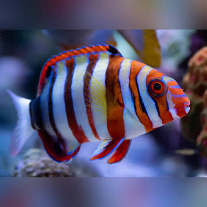 Exotic - Harlequin Tuskfish