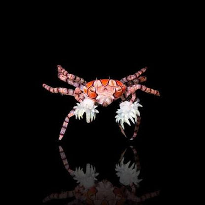 Pom - Pom Crab with Anemone